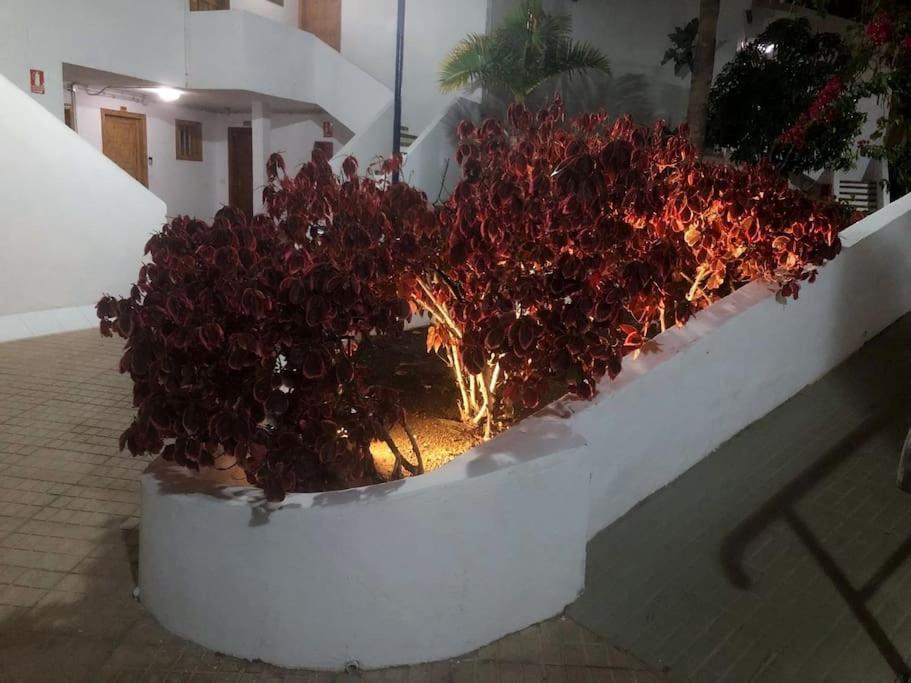 Apartamento Lucia Garden City Con Piscina Climatizada Playa Fanabe Ngoại thất bức ảnh